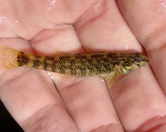 Etheostoma lynceum