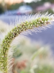 Setaria