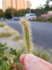 Setaria