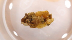 Glossosoma nigrior