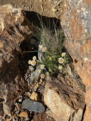 Erigeron morrisonensis