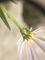 Symphyotrichum novi-belgii novi-belgii
