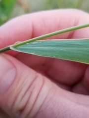 Setaria