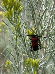 Crossidius coralinus