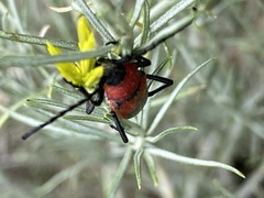Crossidius coralinus