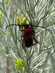 Crossidius coralinus