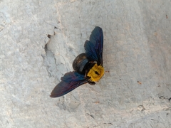 Xylocopa aestuans