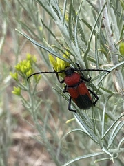 Crossidius coralinus