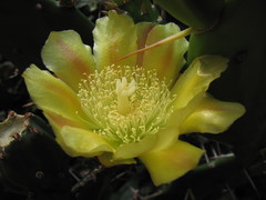 Opuntia monacantha
