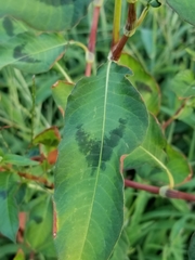 Persicaria maculosa
