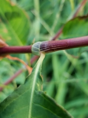 Persicaria maculosa