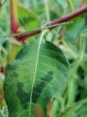 Persicaria maculosa