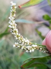Persicaria maculosa