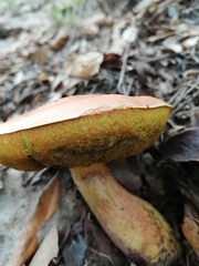 Boletus fairchildianus