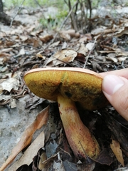 Boletus fairchildianus