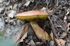 Boletus fairchildianus