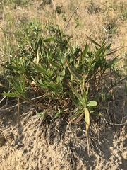Dichanthelium scribnerianum