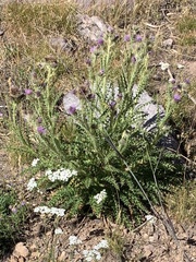 Cirsium eatonii