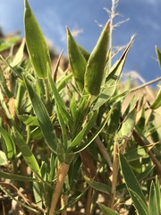 Dichanthelium scribnerianum