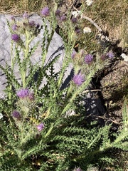 Cirsium eatonii