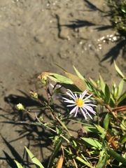 Symphyotrichum novi-belgii novi-belgii