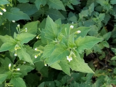 Solanum