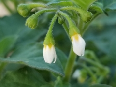 Solanum