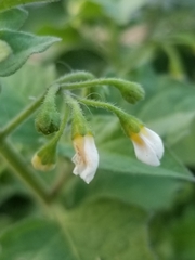 Solanum
