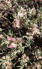 Polygonum shastense