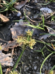 Cyperus difformis