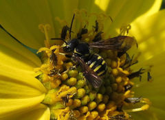 Paranthidium jugatorium