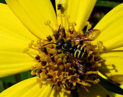 Paranthidium jugatorium