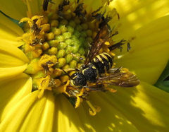 Paranthidium jugatorium