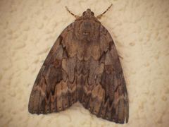 Catocala agrippina
