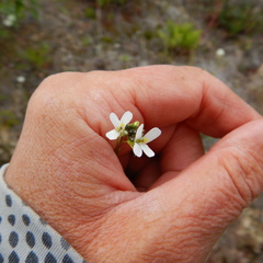 Arabis eschscholtziana