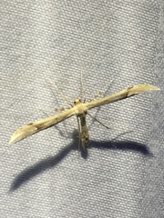 Hellinsia inquinatus