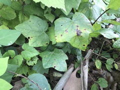 Menispermum canadense