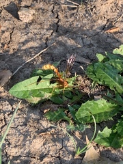 Megarhyssa macrurus icterosticta