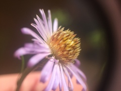 Symphyotrichum novi-belgii novi-belgii