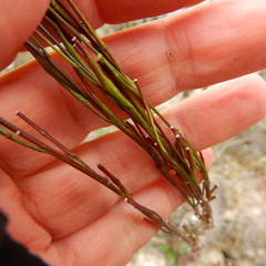 Arabis eschscholtziana