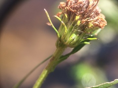 Symphyotrichum novi-belgii novi-belgii
