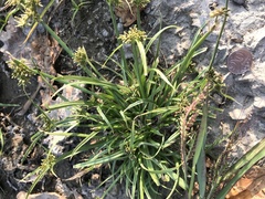 Cyperus difformis