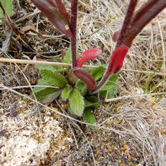 Arabis eschscholtziana