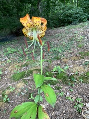 Lilium michauxii
