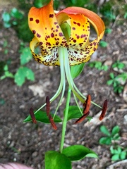 Lilium michauxii
