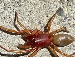 Dysdera crocata