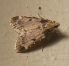 Aglossa costiferalis