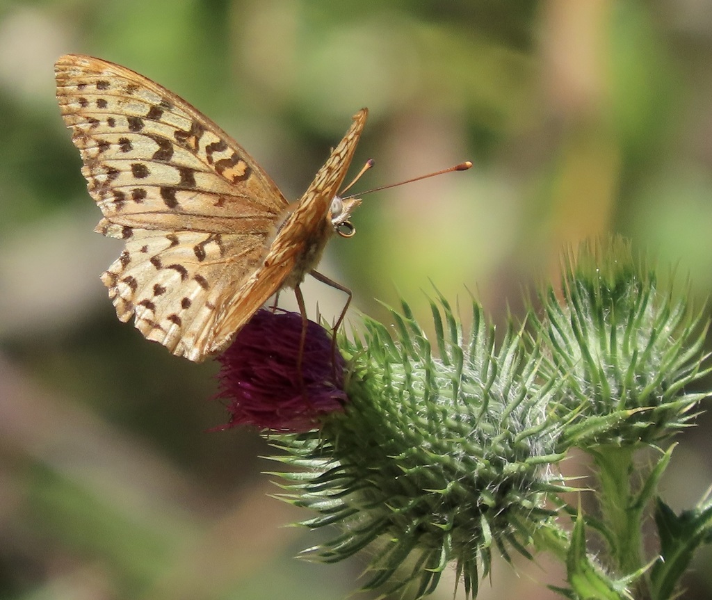 Coronis Fritillary