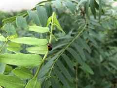 Physosmaragdina nigrifrons