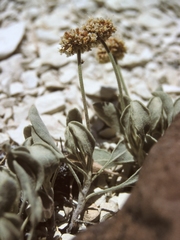 Eriogonum diatomaceum